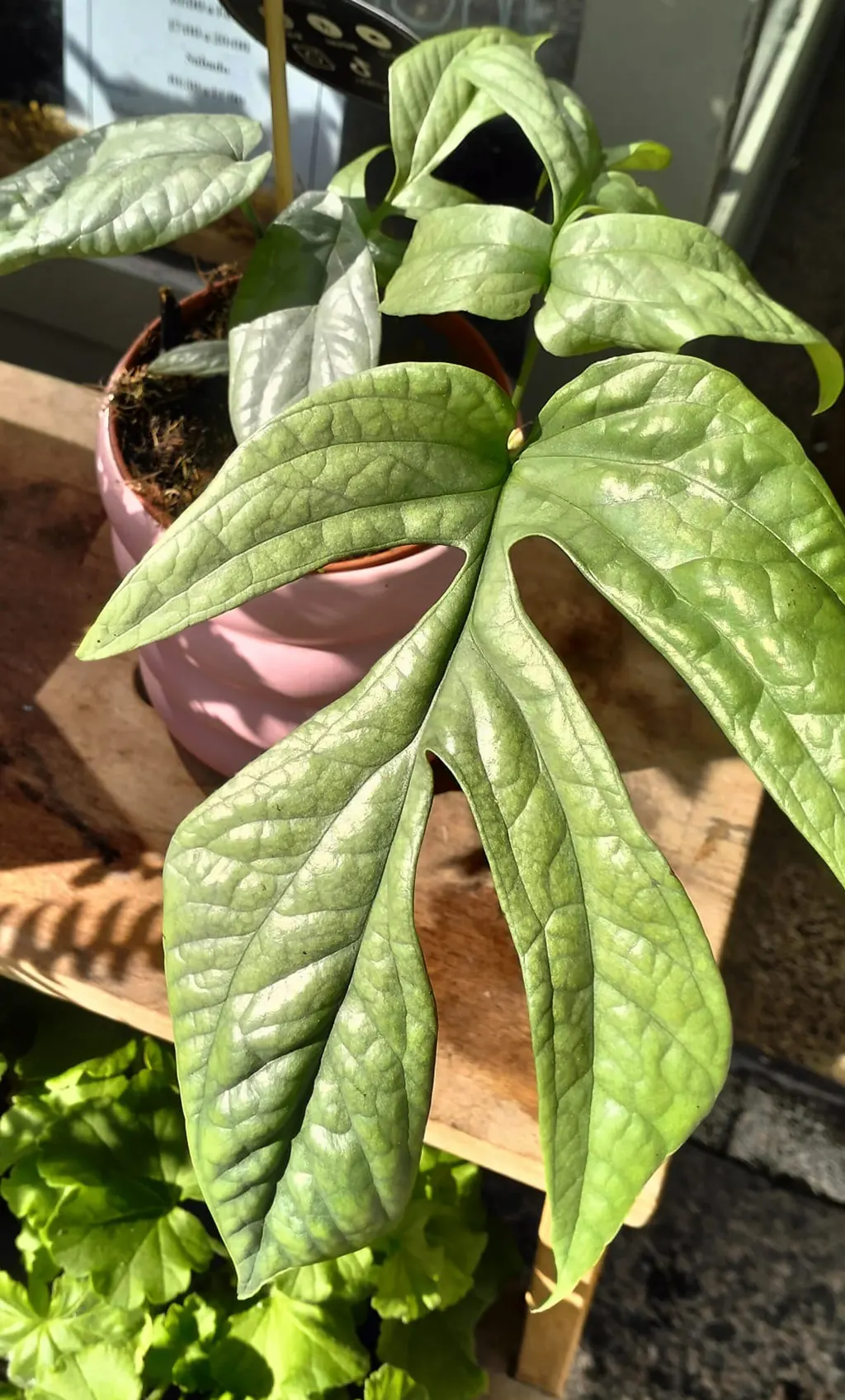 plantas domicilio coruña