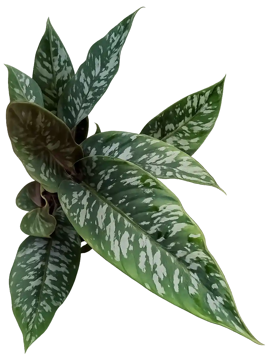 plantas tropicales estudio botanico