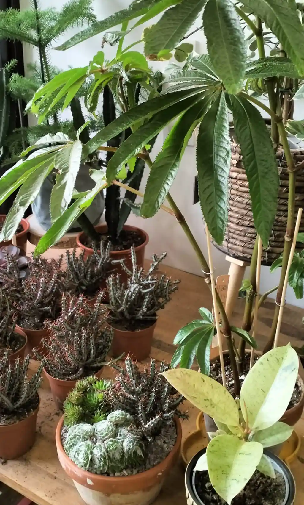 plantas